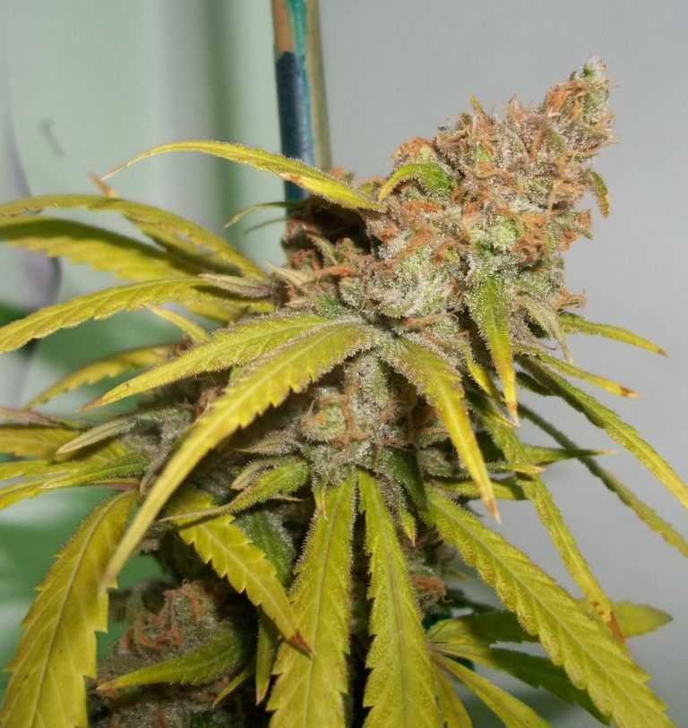 Pineapple Chunk Seeds - Strain Review 