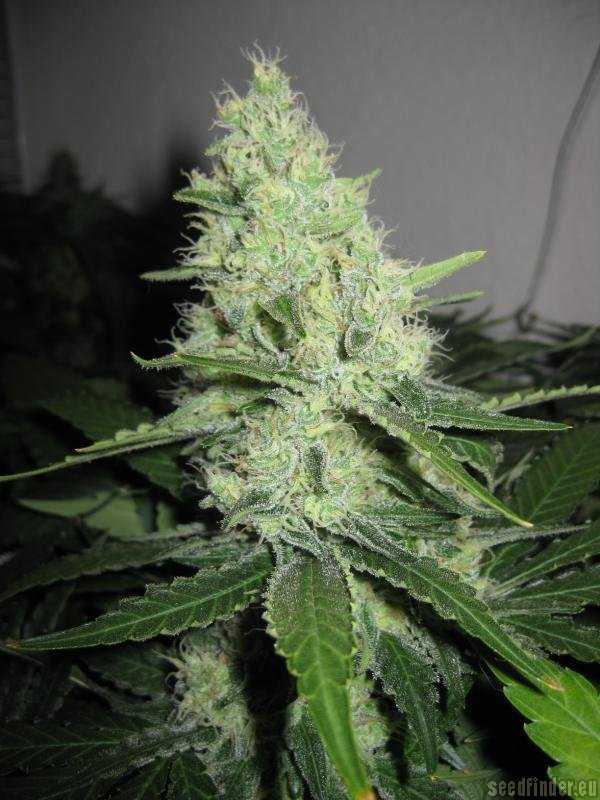 Pineapple Express - G13 Labs -