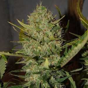 pineapple-express-marijuana-strain-by-fastbuds