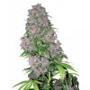 Purple Bud Marijuana by White Label