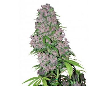 Purple Bud Marijuana by White Label