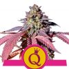 purple queen marijuana seeds royal queen