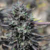 purple-trainwreck-marijuana-strain-scope-review
