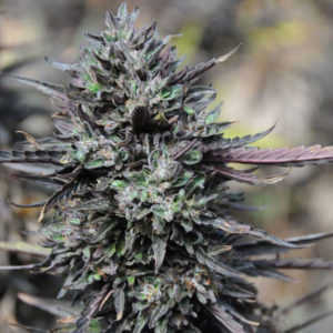 purple-trainwreck-marijuana-strain-scope-review