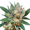 royal gorilla automatic marijuana seeds