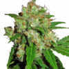 sensi-skunk-marijuana-strain