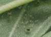 Spider mites and eggs