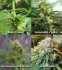 Types of marijuana flower