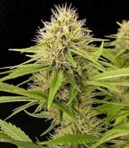Violator Kush Seeds - Strain Review | Grow-Marijuana.com