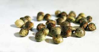 Selecting marijuana seeds